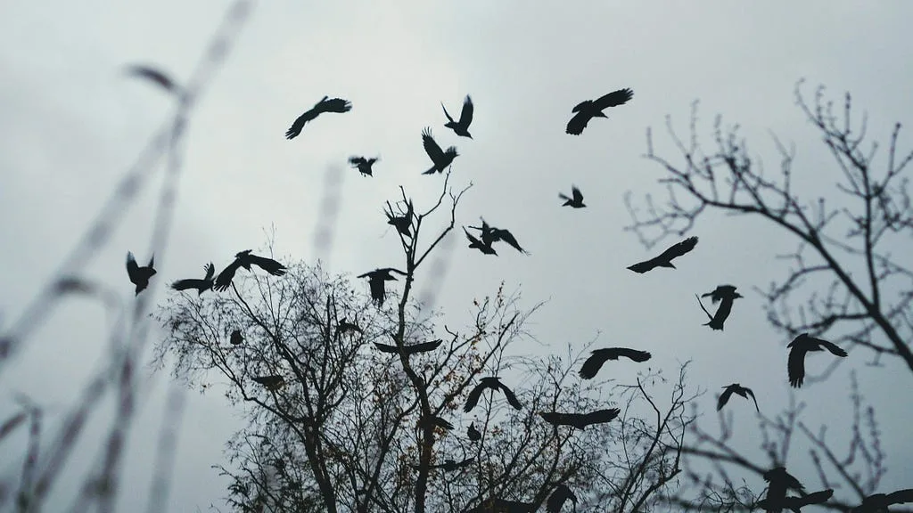Black birds flying over bare trees under a grey sky